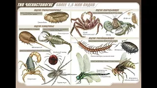 Животные( Часть 48) -  Тип Членистоногие