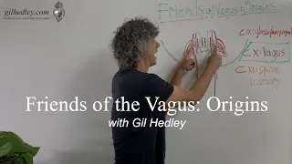 Friends of Vagus: Learn Integral Anatomy with Gil Hedley