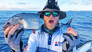 Trolling baits for big mackerel (catch, clean)