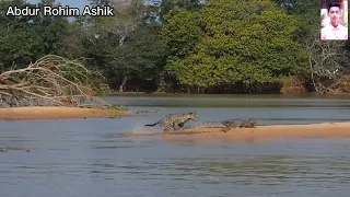 moments when big cats face the python.      Moments when Big  cats Face the 🐊