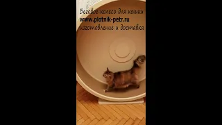 Беговое колесо для кошек. Кототрек-тренажер