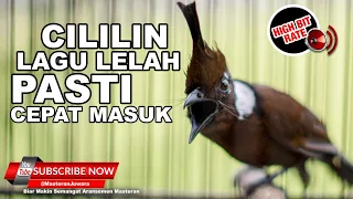 🔴 Cililin Gacor Lagu Lelah❗️Enak Buat Masteran Pasti Cepat Masuk⁉️