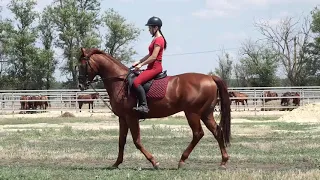 БРУТ | Завод имени Первой конной армии | Лошади на продажу | Будённовская порода лошадей