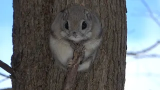 【癒されます!! モモンガの動画】～北海道網走市～