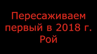 Пересаживаем пойманый рой. Первый рой в 2018 году.