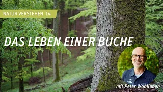 Das Leben einer Buche - Peter Wohlleben