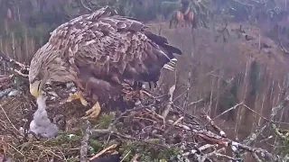 Jūras ērgļis~Eaglets died! Fly high little eagles~ 6:20 am 2021/04/26 DON'T WATCH ....