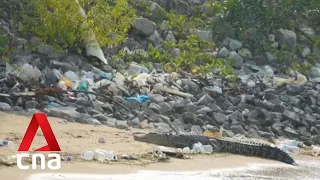 Crocodile at Marina East had to be put down due to significant risk to public safety: Tan Kiat How