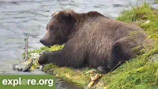 Katmai Brown Bear Play by Play with Mike Fitz