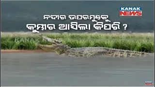 Special News: All Incidents Of Crocodile Killing Humans In Odisha
