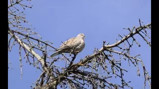 Кольчатая горлица | Collared dove | Streptopelia decaocto