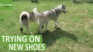 Husky tries dog shoes for the first time