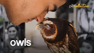 Adorable and Hilarious Owl Moments