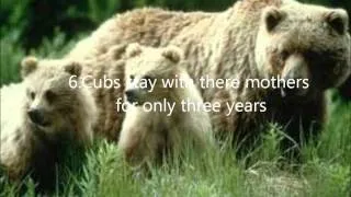 8 Interesting Facts about Grizzly bears