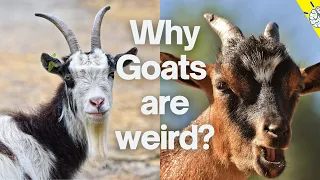 what you know about goat? | Interesting goat facts