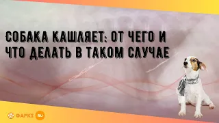 Собака кашляет: от чего и что делать в таком случае