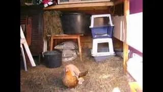 rabbit loves his chicken