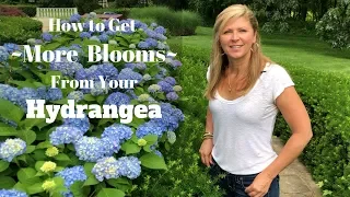 How to Get More Blooms From Your Hydrangea