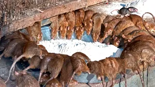 Rats and mice disappear in 1 minute without poison and traps!