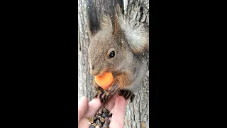 Скромная белочка ест морковку сидя у меня на ладони / Squirrel eats a carrot sitting on my palm