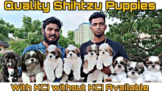 Good Quality Shihtzu Puppies With KCI and Without KCI Available in Chennai in Best Price #shihtzu