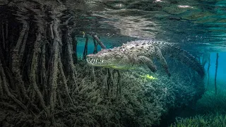 Mangrove Photography Awards 2020