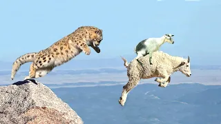 Animals Hunt Fail - Mother Mountain Goat Protect Her Baby From Snow Leopard Hunting