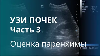 УЗИ почек. Часть 3. Оценка толщины и эхогенности паренхимы