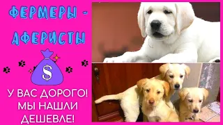 🐕📝🐾 Кто такие фермеры-аферисты? Будьте осторожны при покупке породистого щенка!