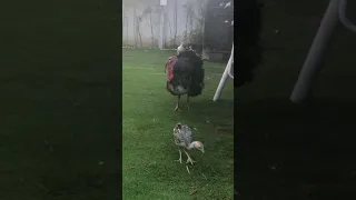 Angry turkey killing his own child #viral #turkeybird #shorts #babyturkey