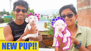 ❤️ SURPRISING NILA WITH NEW PUPPY 🥺 🐶 - HER FIRST REACTION... 😂 | VelBros Tamil