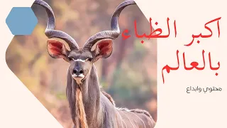 واحدة من اكبر انواع الظباء بالعالم.      الظبي كودو