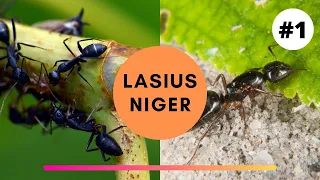 Lasius niger - Haltungsbericht Teil 1