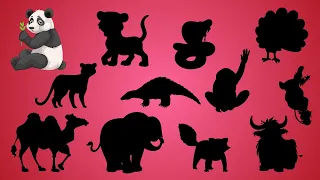 Zwierzęta azjatyckie - Zagadki dla dzieci - Rozpoznawanie zwierząt