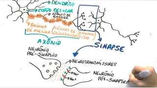 Neurônio e impulso nervoso - Resumo Professor Gustavo