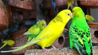 Australian parrot Talking video #birds #budgies #beautiful #parrot #wildlife