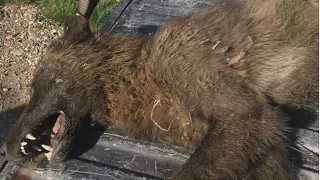 Wolf-dog, direwolf or dogman? Mysterious wolf-like creature shot in Montana