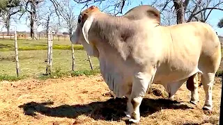 +Mr. V8 146/8 - One of the Best Brahman Bulls in the world