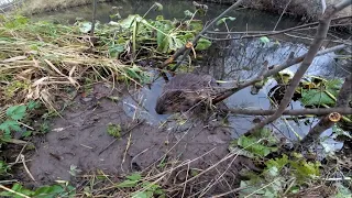 Охота на бобра с проходными капканами - приманка beaver creek работает!!!