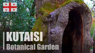 Botanical Garden. The chapel in a 400-year-old oak tree  | Kutaisi | Georgia 🇬🇪