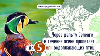 60 секунд о Байкале. Через дельту Селенги в течение осени пролетает до 5 млн водоплавающих птиц