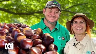 Behind the chestnut trees, something is changing lives at this farm | Landline | ABC Australia