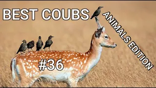 Best Animals Coub #36-СМЕШНЫЕ ЖИВОТНЫЕ 2022-ТОПовая подборка-Funny Animals Videos Compilation 2022