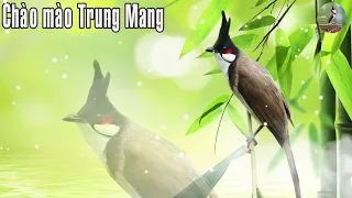 Chào mào Trung Mang Hót Cực Hay/Dùng Ép Chào Mào Non,Má Trắng Học Giọng Chào Mào Trung Mang Hiệu Quả