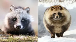 Raccoon Dog 🦝 Unique Animal You Have Never Seen | 1 Minute Animals