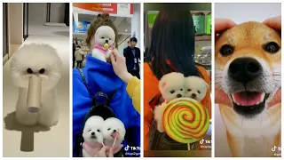 The Best TikTok Dog💗 Tik Tok Asia 💗/ Тик Ток Милые Щенки🐶