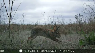 Marine Park Trail Cam 2: Salt Marsh Grassland, Brooklyn, NYC