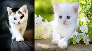 Cute & Funny Cat Videos To Keep You Smiling #5 | 2021