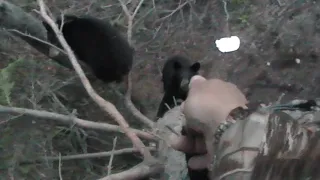 Black Bear Attack - charging black bear gets stopped by bear spray while bowhunting