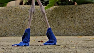 Фламинго в синих ботиночках – удивительное зрелище в сингапурском парке птиц (новости)